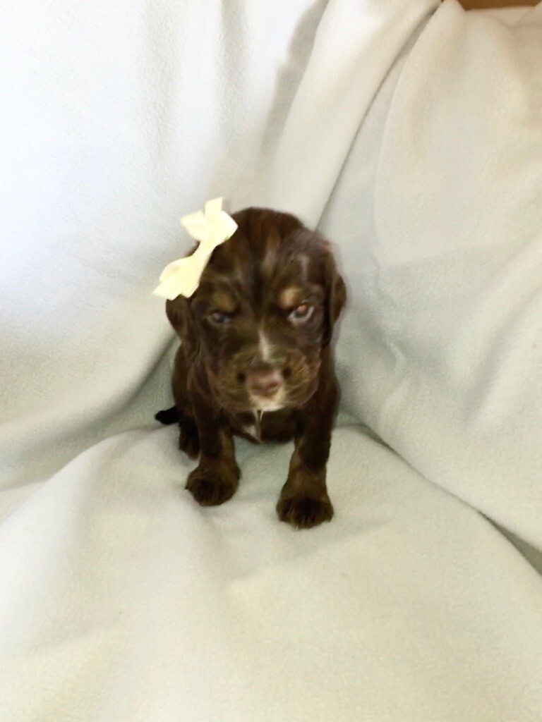 gumtree spaniels for sale